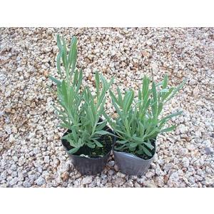 【当店農場生産】ラバンディンラベンダー 9cm...の詳細画像1