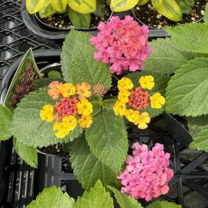 【当店農場生産】ランタナ 七変化 9cmポット...の詳細画像1