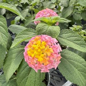 【当店農場生産】ランタナ ピンクイエロー 9cmポット苗 夏に強いお花です☆