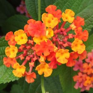 【当店農場生産】ランタナ ローズオレンジ 9cmポット苗 夏に強いお花です☆