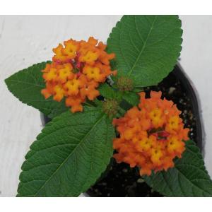 【当店農場生産】ランタナ ローズオレンジ 9c...の詳細画像1