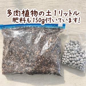 ☆送料無料☆【当店農場生産】はじめての多肉植物...の詳細画像1