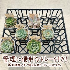 ☆送料無料☆【当店農場生産】はじめての多肉植物...の詳細画像2