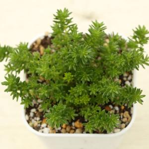 多肉植物 セダム（極細葉） モリムラ万年草 7.5cmポット苗｜honeymint