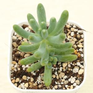 多肉植物 グラプトベリア チョコレート錦 7.5cmポット苗 : ハニー