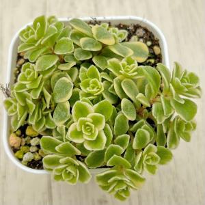 多肉植物 セダム リトルビューティー 7.5cmポット苗 : ハニーミント