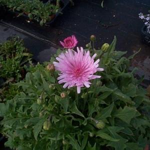 【当店農場生産】クレピス（桃色タンポポ）ピンク 9cmポット苗 ピンクのタンポポがたくさん咲きます♪