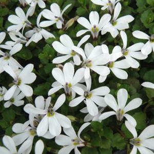 【当店農場生産】プラティア アングラータ 9cmポット苗 宿根草 一面に白い花が咲きます♪