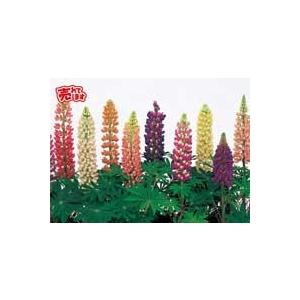 ルピナス 苗の商品一覧 通販 Yahoo ショッピング