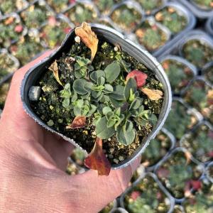 【当店農場生産】カーペットかすみ草(オノエマン...の詳細画像1