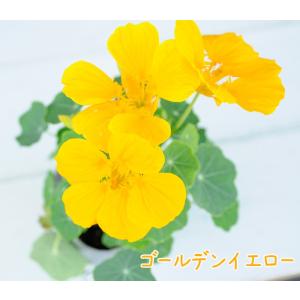 【当店農場生産】ナスタチウム（キンレンカ） ゴールデンイエロー（黄色） 9cmポット苗 サラダなど食用としても使えます☆