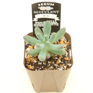 多肉植物 セダム 恋心 7.5cmポット苗の詳細画像1
