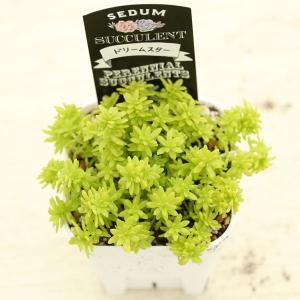 多肉植物 セダム ドリームスター 7.5cmポット苗の詳細画像1
