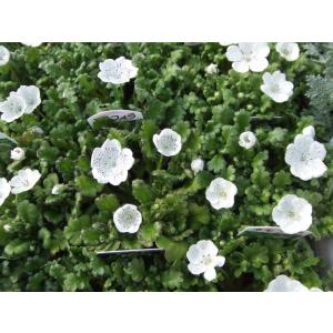 【当店農場生産】ネモフィラ スノーストーム 9cmポット苗 寒さに強い！可愛いお花です♪