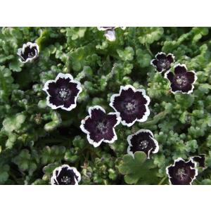 【当店農場生産】ネモフィラ ペニーブラック 9cmポット苗 寒さに強い！可愛いお花です♪