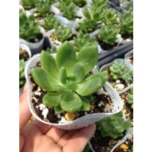多肉植物 セダム 春萌 7.5cmポット苗の詳細画像1