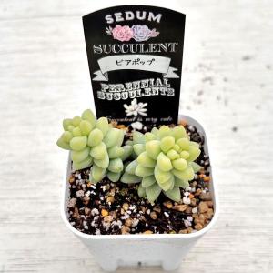 多肉植物 セダム ビアポップ 7.5cmポット苗の詳細画像1