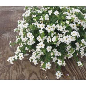 【当店農場生産】バコパコピア ダイナミックホワイト 9cmポット苗 宿根草でどんどん大きくなります♪