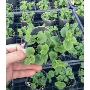 【当店農場生産】バコパコピア ダイナミックホワ...の詳細画像1