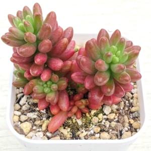 多肉植物 セダム ドリームスター 7.5cmポット苗 : ハニーミント - 通販