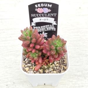 多肉植物 セダム オーロラ 7.5cmポット苗の詳細画像1