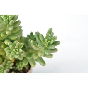 多肉植物 セダム オーロラ 7.5cmポット苗の詳細画像2