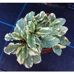 アジュガ 苗の商品一覧 通販 Yahoo ショッピング