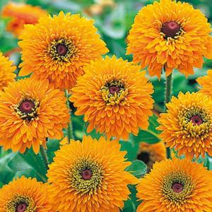 【当店農場生産】ルドベキア マヤ 9cmポット苗 耐寒性宿根草