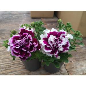 【当店農場生産】八重咲きペチュニア ピロエット...の詳細画像1