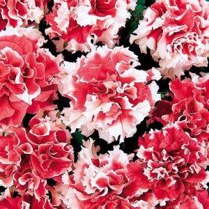 【当店農場生産】八重咲きペチュニア ピロエット レッド（花なし苗） 9cmポット苗