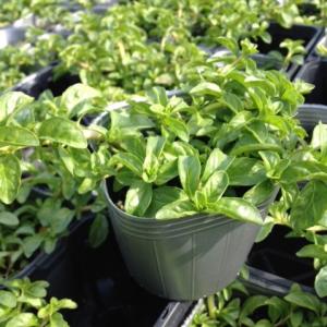 【当店農場生産】ペニーロイヤルミント 9cmポット苗 繁殖力旺盛なハーブ