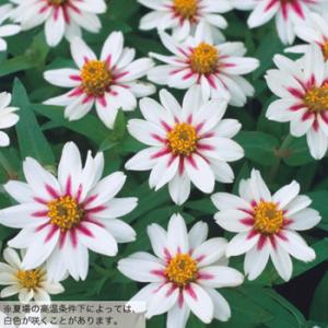 【当店農場生産】ジニア ザハラ スターライトロ...の詳細画像1