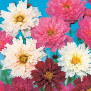 コスモス ダブルクリック ミックス（苗） 9cmポット苗