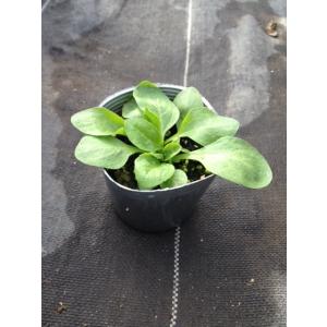 【当店農場生産】デージー・タッソー ストロベリ...の詳細画像2