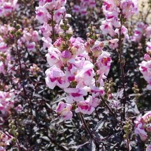 【当店農場生産】キンギョソウ ブロンズドラゴン 9cmポット苗 ピンク色のかわいい花が咲きます☆