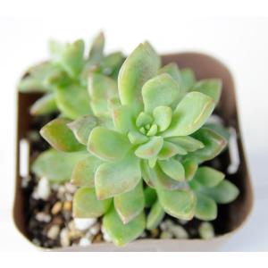 多肉植物 セダム リトルビューティー 7.5c...の詳細画像1