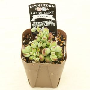 多肉植物 コチレドン ペンデンス 7.5cmポット苗の詳細画像1