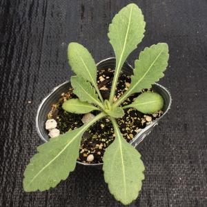 【当店農場生産】ガイラルディア アリゾナアプリ...の詳細画像1