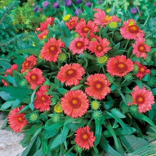 【当店農場生産】ガイラルディア アリゾナレッドシェード 9cmポット苗 寒さに強く毎年咲きます♪