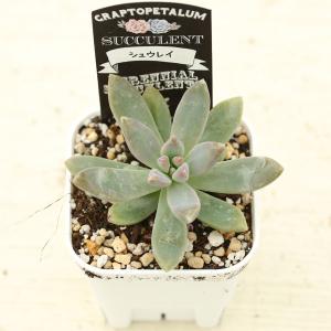 多肉植物 グラプトペタルム 秋麗(シュウレイ)...の詳細画像1