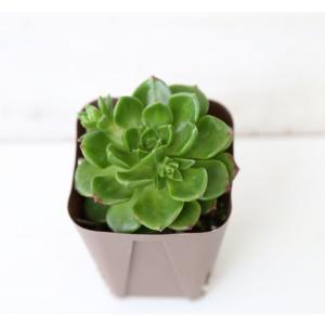 多肉植物 セデベリア レディジア 7.5cmポット苗の商品画像