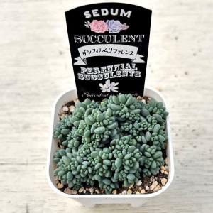 多肉植物 セダム ダシフィルムリファレンス 7...の詳細画像1