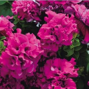 【当店農場生産】八重咲きペチュニア ダブルカスケード バーガンディ（花なし苗） 9cmポット苗