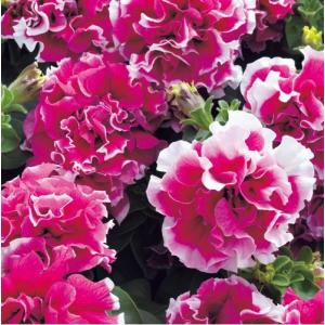 【当店農場生産】八重咲きペチュニア ピロエット ローズ（花なし苗） 9cmポット苗