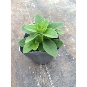 【当店農場生産】八重咲きペチュニア ピロエット...の詳細画像1