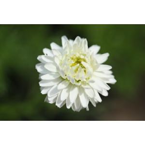 【当店農場生産】八重咲きローマンカモミール 9cmポット苗 お料理に♪