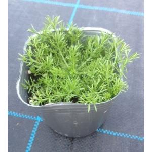 【当店農場生産】八重咲きローマンカモミール 9...の詳細画像1