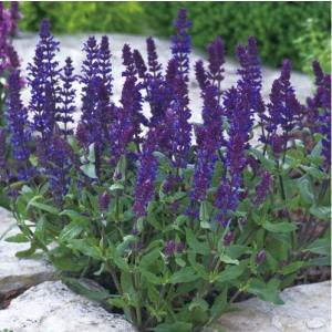 サルビア ニューディメンション ブルー 9cmポット苗