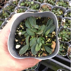 【当店農場生産】コレオプシス フルムーン 9c...の詳細画像2