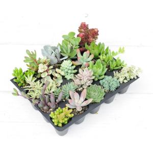 【当店農場生産】期間限定！多肉＆セダム プラグ20種セット（おまかせミックス）